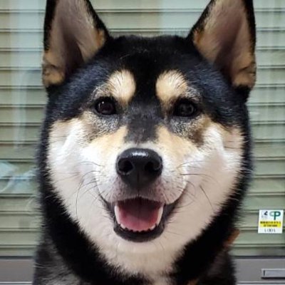 ※交配犬有
大阪府で柴犬の交配を行っている【こいぬの里】です🐕
【こいぬの里】では無理な繁殖は行わず、柴犬を家族の一員として一緒に暮らしております
まずは、お気軽にご見学して頂ければと思います
子犬のご見学、ご質問等はDMまたはHP記載の【お問合わせ】からご連絡ください
https://t.co/BDis4Zul2U