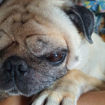 TahtemMS's profile picture. 