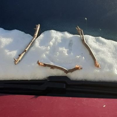 Bobbiboi8's profile picture. Meep

#1 Sorbet Shark Cookie Supporter