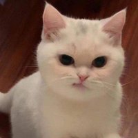 わくだ(いぬち) (@inugamiweird) 's Twitter Profile
