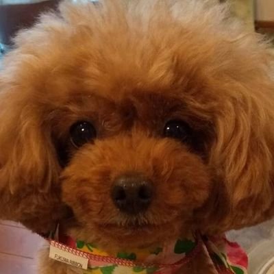アルペジオさんのプロフィール画像