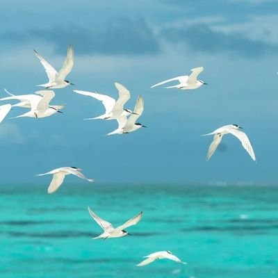 TheLucky_11's profile picture. سبحان الله، الحمدلله، لاإله إلا الله، الله اكبر، لاحول ولاقوة الابالله، استغفر الله  🌿✨