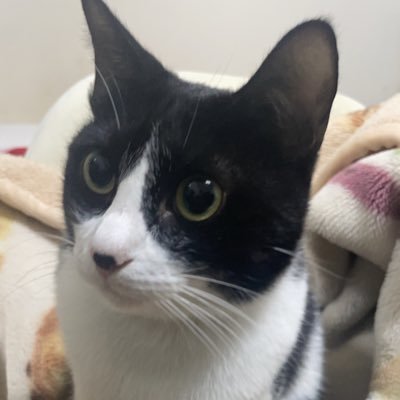 linyouj60046907's profile picture. 友軍