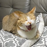 クロぴょん (@wel1tkb3olabgk5) 's Twitter Profile