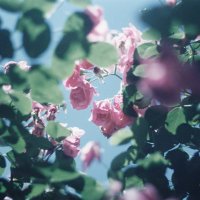 ねこ🌵 (@oop_emt) 's Twitter Profile
