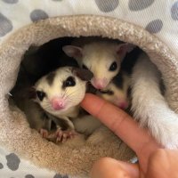 モモンガ始めました (@k_k_k_8555) 's Twitter Profile