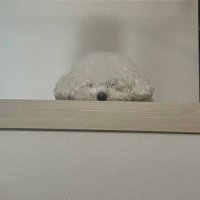 ใใผใ๐๐ปใใผใใใผใฏใใใฏ (@mookofree) 's Twitter Profile