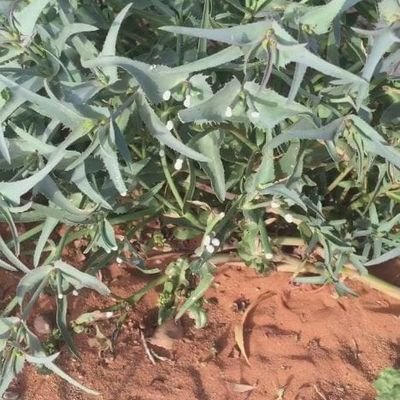 daltyby31's profile picture. أعوذ بكلمات الله التامه