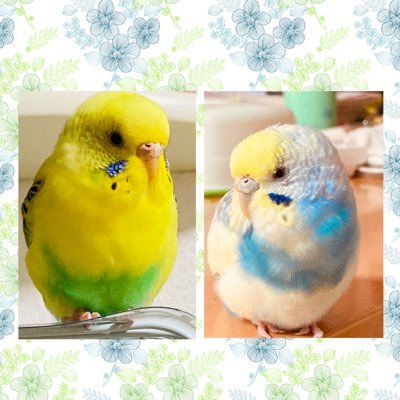 Twitterを始めたばかりの初心者です。鳥が大好きです🦜りんちゃん🕊(12歳11ヶ月のもふわインコ黄色水色)とほっぺちゃん🐥(7歳のつやもちインコ黄緑色)を愛でて生きています。無言フォロー失礼します🍀