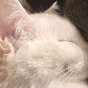 arrccanee's profile picture. understood only by few