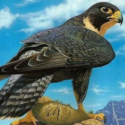 Guljan1245's profile picture. زه د ګران افغانستان دَ ابادي ارمانجن یم