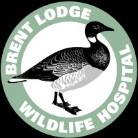 Brent Lodge Wildlife Hospital (@brentlodge) 's Twitter Profile Photo Brent Lodge Wildlife Hospital (@brentlodge) 's Twitter Profile Photo