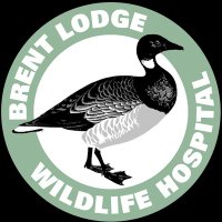 Brent Lodge Wildlife Hospital(@brentlodge) 's Twitter Profile Photo