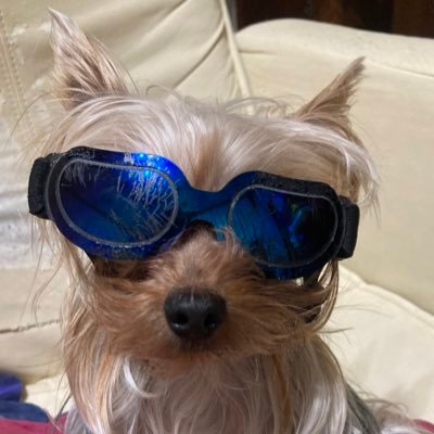 bluestar_'s profile picture. 30. Collierville High School, Virtulization Software Company, The University of Tokyo, Robotics Startup, VR, HTD, Haptics, Mitou AD, Life Ending Service(LEaaS)
