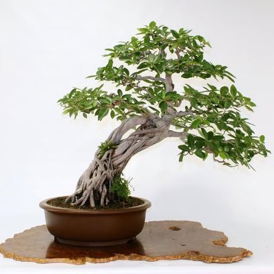 cornel_mm's profile picture. LFC/YNWA/₿onsai enthusiast