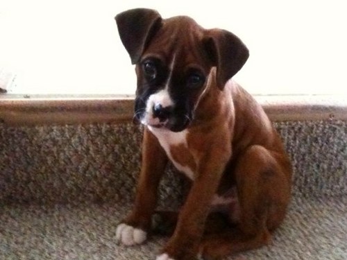 chisoxmorales's profile picture. 