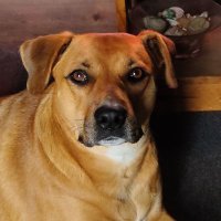 Justice (@puppyluv2021) 's Twitter Profile