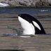 orca facts (@orca_facts) Twitter profile photo