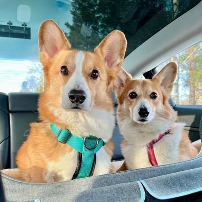 Welcome to #Corgi Lover Community 
We Share daily corgi contents 
Follow me @corgi_lovercomm