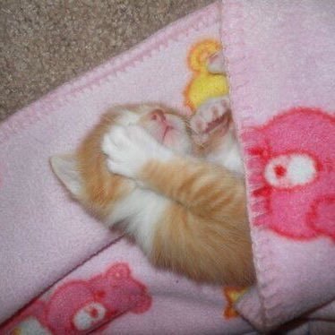 lexipilled's profile picture. #1 hoony fan | biggest ptv fan,🇯🇲, i like cats. 💗 i am an awesome girl.