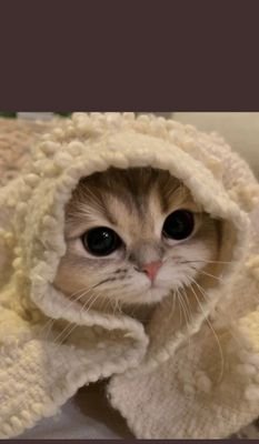 Sarah_Salah_'s profile picture.