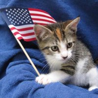 Patriots Unite🇺🇸 (@nofreecatnip) 's Twitter Profile Photo Patriots Unite🇺🇸 (@nofreecatnip) 's Twitter Profile Photo