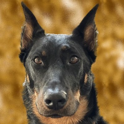 Lover of Christ, Free Speech, America, The Constitution and The Right To Life … May Freedom Reign 🇺🇸🇺🇸🇺🇸#ConstitutionalRepublic #Beauceron