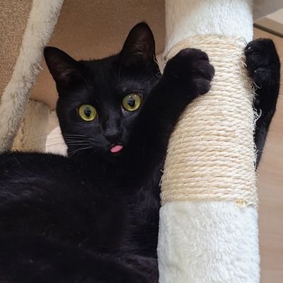 2021年4月1日生まれ【のある】の成長記録🐈⬛元保護猫女の子
フォロバは黒猫垢を中心に猫垢さんで気になった方をフォローしています。
リストからきょうだい猫ちゃんたちの垢が見れますのでぜひ✨
画像等の無断使用転載×