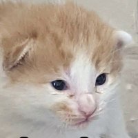keypad🍉 (@keypadcat) 's Twitter Profile Photo keypad🍉 (@keypadcat) 's Twitter Profile Photo