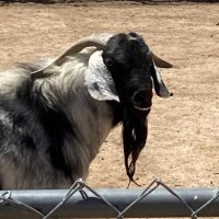 Butler Ranch(@RancherLyfe) 's Twitter Profile Photo