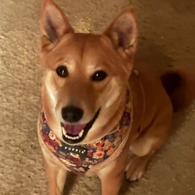 msicefan82022's profile picture. Once was msicefan8, but now I  am back. Love Zoey my Shiba, the Chicago Blackhawks, travel near and far and master mischief maker.