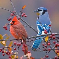 Cardinal Bluejay (@bluejaycardinal) 's Twitter Profile