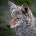 Brazilian Coyote ™ (@snoldssen) Twitter profile photo Brazilian Coyote ™ (@snoldssen) Twitter profile photo