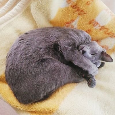 Inbigo.com運営アカウントさんのプロフィール画像