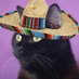 catovitch.bsky.social (@catovitch) Twitter profile photo catovitch.bsky.social (@catovitch) Twitter profile photo