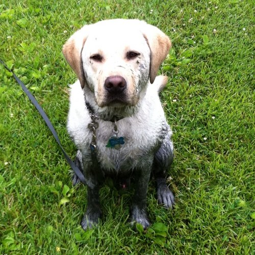 fletchismydog's profile picture. 