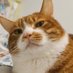 memes estranhos (@memestranho) Twitter profile photo memes estranhos (@memestranho) Twitter profile photo