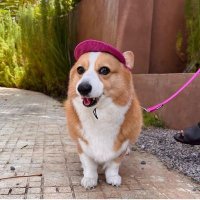 corgi_heaven(@corgi_heaven6) 's Twitter Profileg