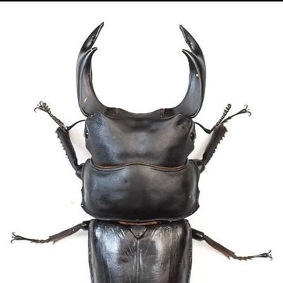 ECWCSLEVEL8's profile picture. 