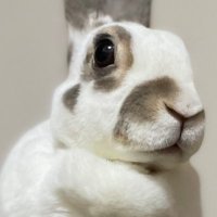 🐰プチ puchi (@itopuchi) 's Twitter Profile Photo 🐰プチ puchi (@itopuchi) 's Twitter Profile Photo