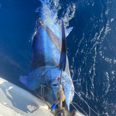 釣った魚444種 フリースタイル