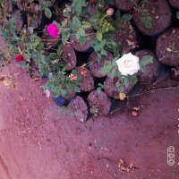 SIVAKUMAR ARUNACHALAM (@sivakumar_engr) 's Twitter Profile