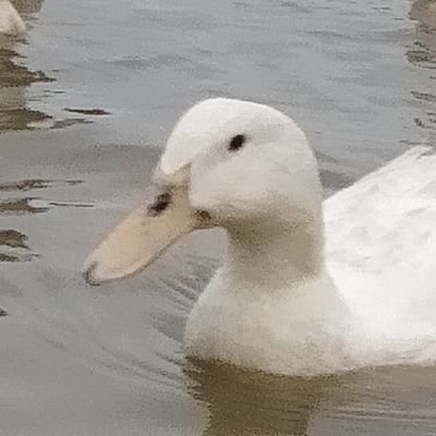 quack quack fuk I'm not duck I'm hooman