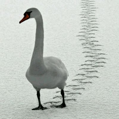 Basher25462798's profile picture. I believe in Blockchain.Real World assets.RWA,
and if you're also a believer let's grow together 💎