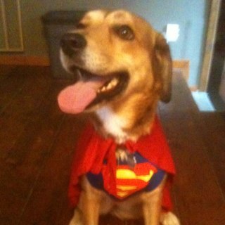 nheath80's profile picture. Traveling the World since the 90s in search of the answer to ‘who let the dogs out’.