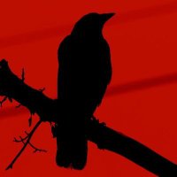 𝙳𝙴𝙰𝙳𝚂𝙷𝙾𝚃 . (@avianassassln) 's Twitter Profile