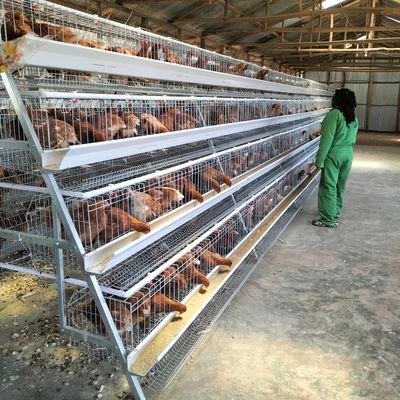 Passionate about Poultry Farming.
Poultry farmer

Co Founder Ubunifu Farm