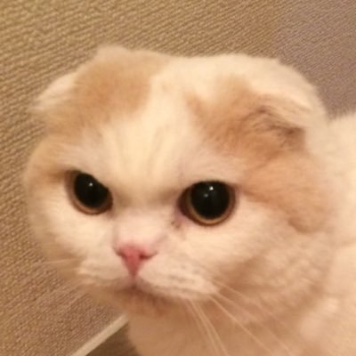 ALRBkoZiYDapGuH's profile picture. マラソン記録/たまに毒吐きますが流してくださいw /🐈‍⬛もふもふ大好き/無言フォロー失礼します