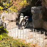 へもこ (@garan_do7) 's Twitter Profile Photo