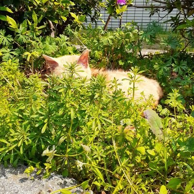 wot4PMdTRrqqwvY's profile picture. 好きなことをしていただけの夢書き  18↑の人間   夢も腐も美味しく食べる雑食  雑多垢   推しの嫌いな食べ物を作る工場で働いています